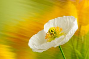 Website_Windblown Poppy.jpg